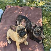 Bulldog francese cuccioli