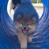 Cucciola Akita Inu pelo lungo