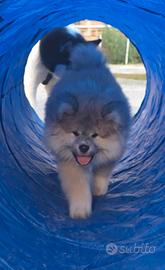 Cucciola Akita Inu pelo lungo