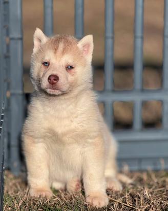 Cuccioli siberian husky