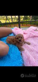 Maltipoo splendidi genitori testati e con pedigree