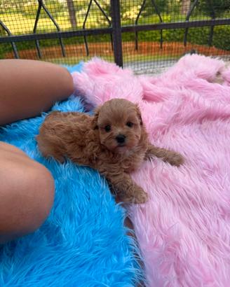 Maltipoo splendidi genitori testati e con pedigree