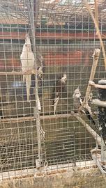 Calopsite femmine