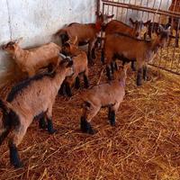 Camosciata delle alpi