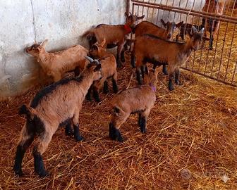 Camosciata delle alpi