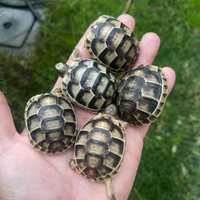 Tartarughe di terra
