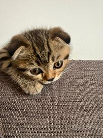 British shorthair