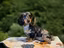 Immagine 6