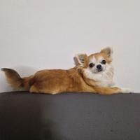 Chihuahua ciwawa