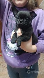 Chihuahua con pedigree