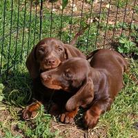 Bassotti cioccolato con Pedigree Enci