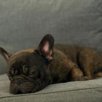 Bull dog per monta