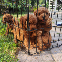 Barboncino pedigree enci