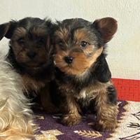 Yorkshire cuccioli