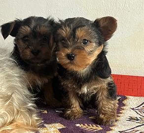 Yorkshire cuccioli
