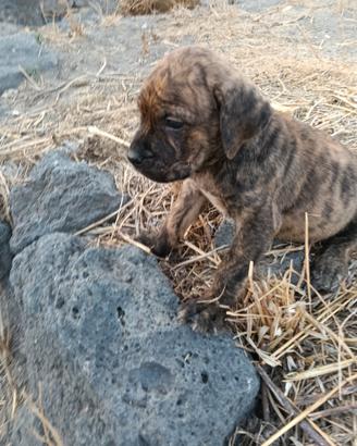 Cuccioli di cane corso