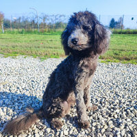 Barboncino Toy silver maschio