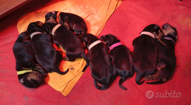Cuccioli Rottweiler