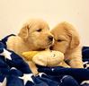 cucciola-golden-retriever-linea-americana