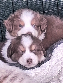 Pastore australiano australian shepherd CUCCIOLI