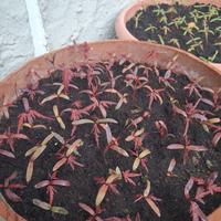 acer japonicum aceri giapponesi 350 semi euro 12