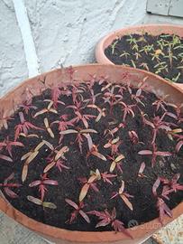 acer japonicum aceri giapponesi 350 semi euro 12