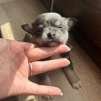 Cucciolo di Chihuahua Blu