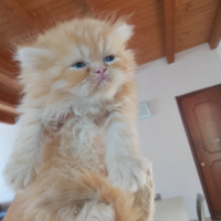 Gattini persiani