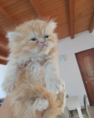 Gattini persiani