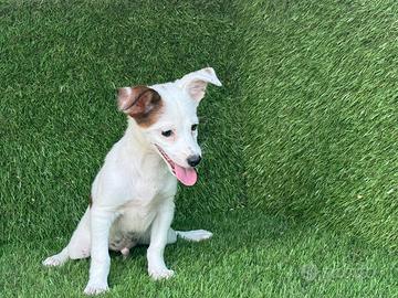 Jack russell