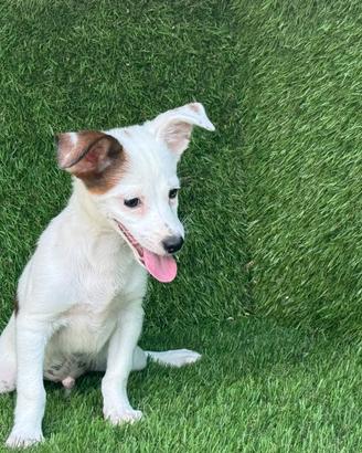 Jack russell