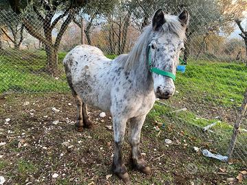 Cavallina appaloosa