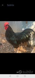 Galline