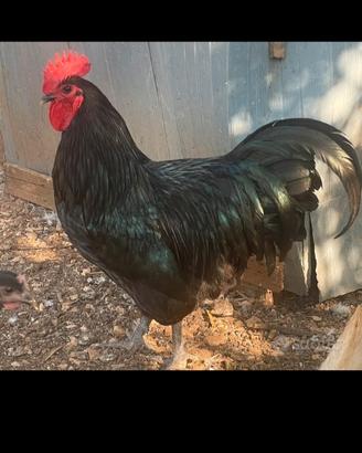 Galline