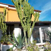 pianta ornamentale grassa 