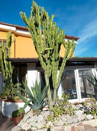 pianta ornamentale grassa 