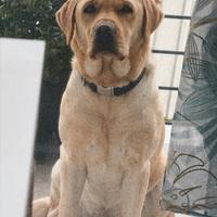 Labrador miele femmina per monta