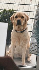 Labrador miele femmina per monta