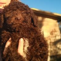 Lagotto romagnolo cuccioli