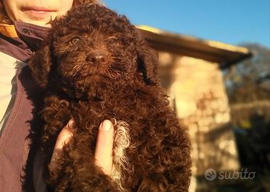 Lagotto romagnolo cuccioli