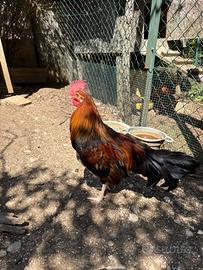 Gallo