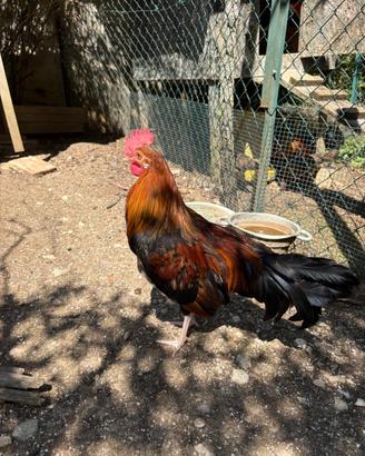 Gallo