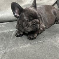 Bulldog francese blu