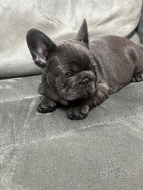 Bulldog francese blu