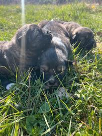 Cuccioli akita del caucaso