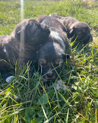 Cuccioli akita del caucaso