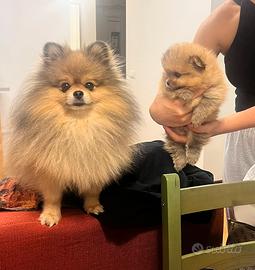 Cuccioli di spitz Pomerania maschi con pedigree