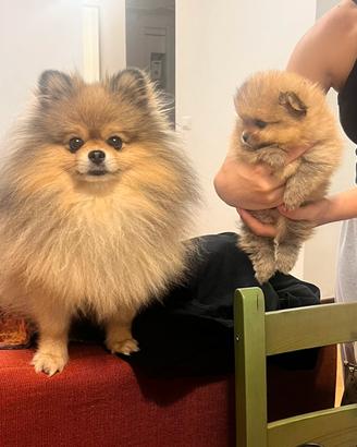 Cuccioli di spitz Pomerania maschi con pedigree