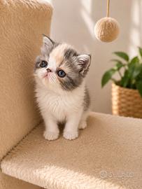 Exotic Shorthair