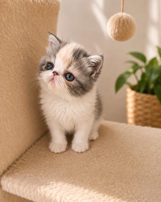 Exotic Shorthair